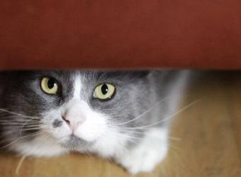 5 Signs that Could Indicate Something is Wrong with Your Cat