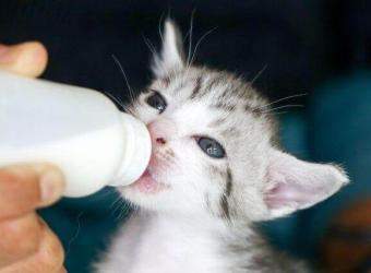 How to Feed and Care For Orphaned Kittens