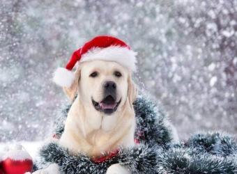 The Secret to Choosing Safe Yet Fun Toys For Your Dog This Holiday Season