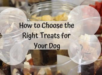 How to Choose the Right Treats for Your Dog