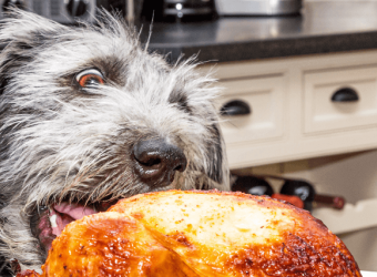 Thanksgiving Pet Hazards to Avoid this Holiday Season